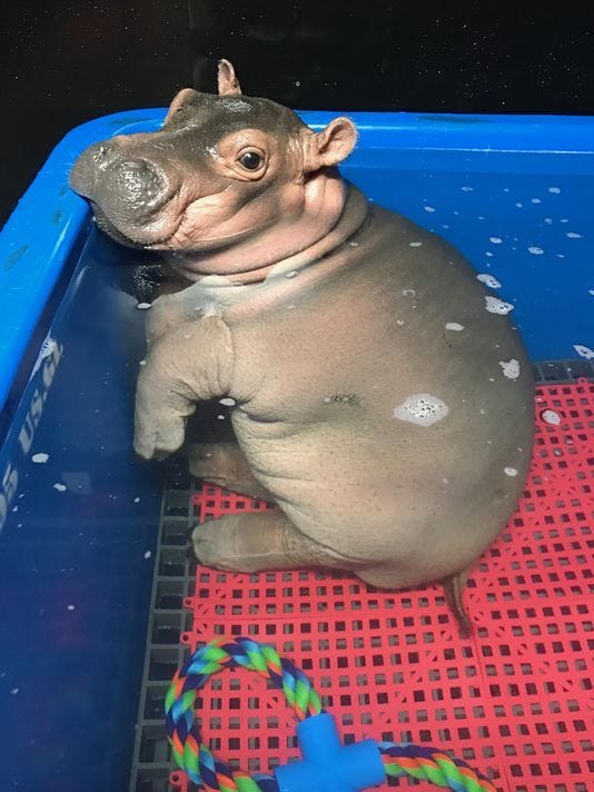 stuffed fiona hippo